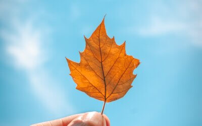3 Favorite Parks to Peep The Leaves in Ulster County New York