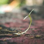 Plant Your Seeds