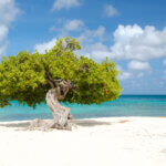 Dedicated to All Arubans Living Abroad: Nos Isla tan Stima A Poem
